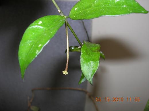 Name:  DSCN1956 lacunosa.JPG
Views: 536
Size:  27.5 KB