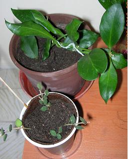 Name:  ilknur ak ..curtisii...obscura...JPG
Views: 867
Size:  18.5 KB