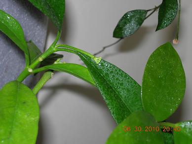 Name:  DSCN2279..saylan-2.JPG
Views: 842
Size:  27.1 KB