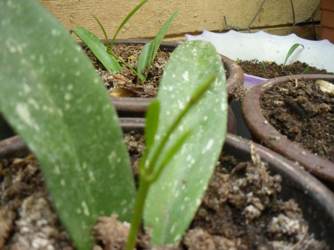 Name:  SDC10833 copy.jpg
Views: 689
Size:  46.0 KB