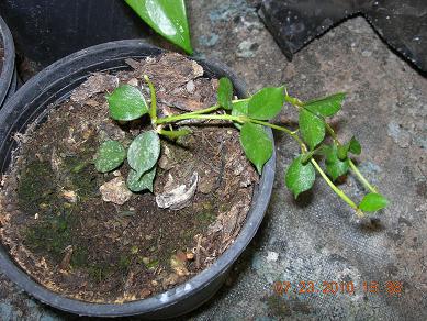 Name:  DSCN2393..ilkin-adana.JPG
Views: 914
Size:  45.1 KB