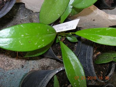 Name:  DSCN2392..sarawak..2010.temmuz.JPG
Views: 776
Size:  35.3 KB