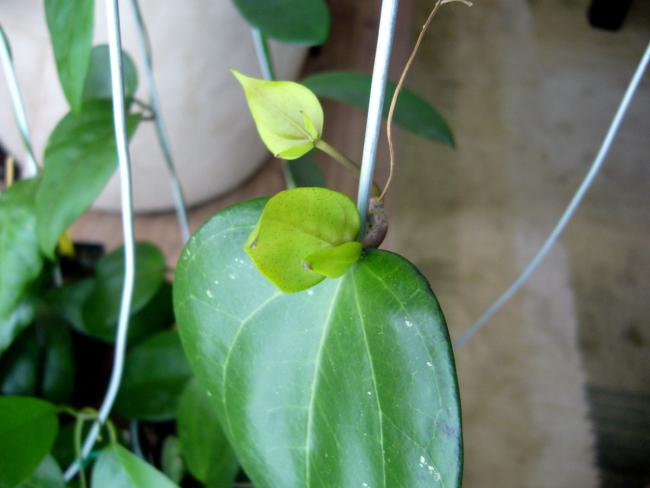 Name:  H.glabra 2.jpg
Views: 867
Size:  30.5 KB