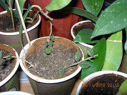 Name:  lknur Ak DSCN2474.JPG
Views: 675
Size:  25.7 KB