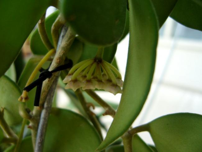 Name:  Hoya nummularioides 1.jpg
Views: 747
Size:  28.7 KB