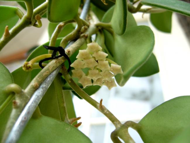 Name:  Hoya nummularioides 2.jpg
Views: 986
Size:  37.2 KB