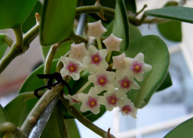 Name:  Hoya nummularioides 3.jpg
Views: 855
Size:  34.1 KB
