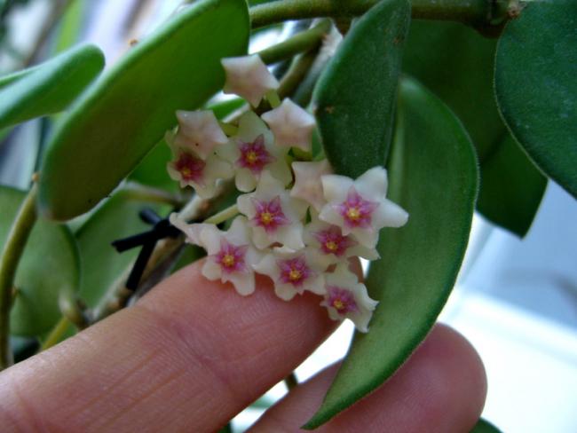 Name:  Hoya nummularioides 4.jpg
Views: 753
Size:  34.2 KB