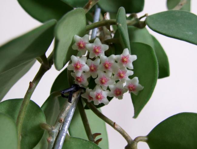 Name:  Hoya nummularioides 5.jpg
Views: 854
Size:  35.6 KB