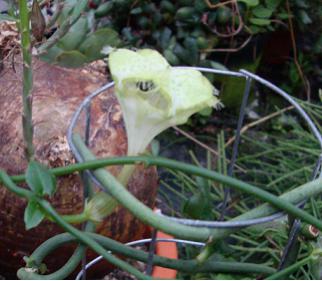 Name:  Ceropegia sandersonii -paul.jpg
Views: 1571
Size:  19.8 KB
