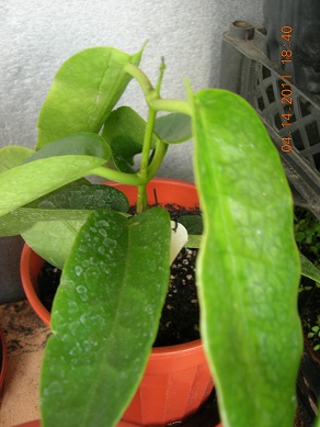 Name:  H.imperyalis krmz.jpg
Views: 874
Size:  67.1 KB