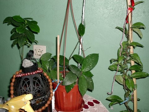 Name:  P1012226.JPG
Views: 1069
Size:  52.3 KB