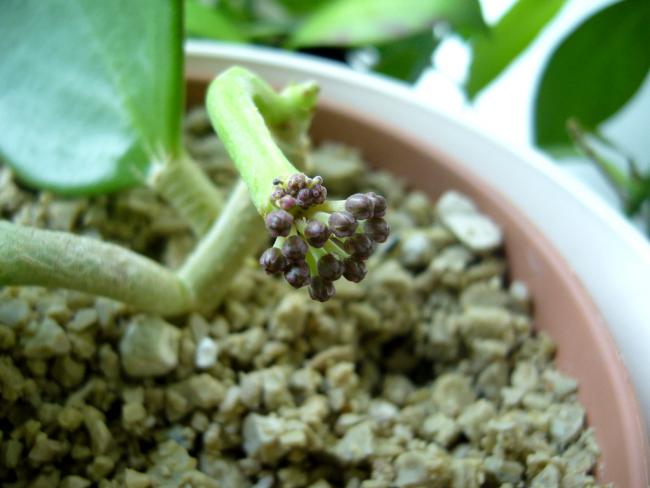 Name:  Hoya pachyclada 1.jpg
Views: 640
Size:  37.1 KB