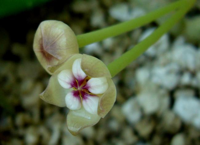 Name:  Hoya pachyclada 3.jpg
Views: 656
Size:  27.0 KB