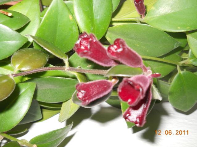 Name:  DSCN2346.jpg
Views: 765
Size:  43.5 KB