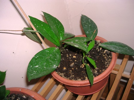 Name:  DSCN0830.JPG
Views: 561
Size:  61.1 KB