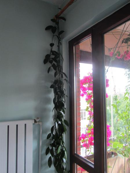 Name:  IMG_0372.jpg
Views: 1774
Size:  33.4 KB