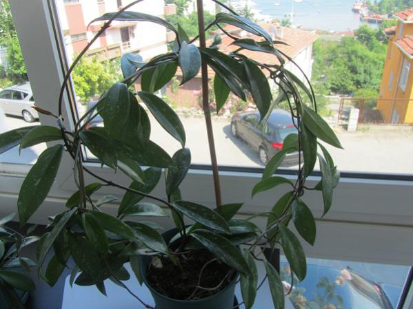 Name:  IMG_0398.jpg
Views: 1832
Size:  48.2 KB