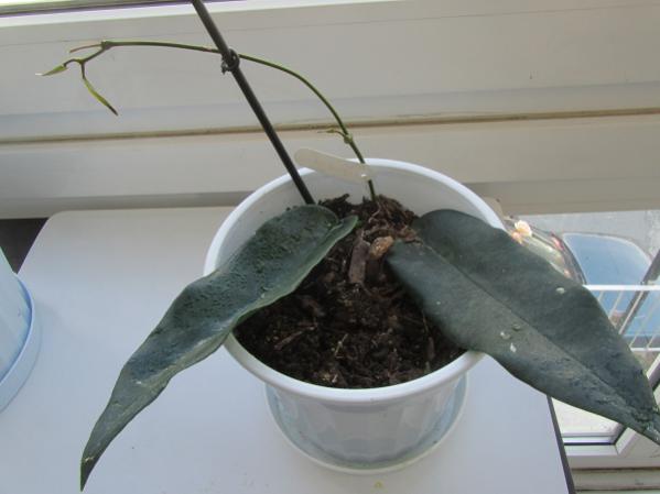 Name:  IMG_0411.jpg
Views: 1429
Size:  26.4 KB