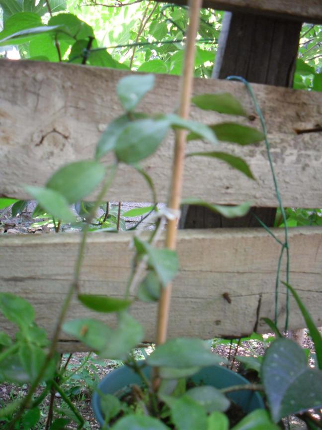 Name:  SDC12370 copy.jpg
Views: 594
Size:  69.6 KB