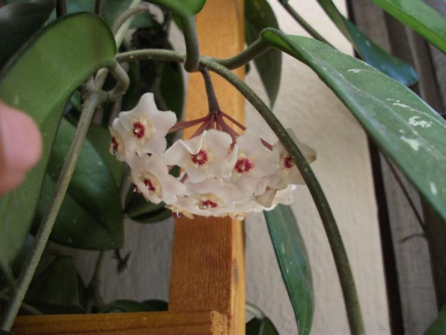 Name:  DSCF1938.jpg
Views: 457
Size:  35.8 KB