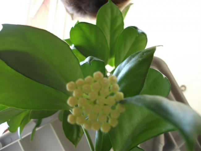 Name:  DSCF1951.jpg
Views: 588
Size:  26.0 KB