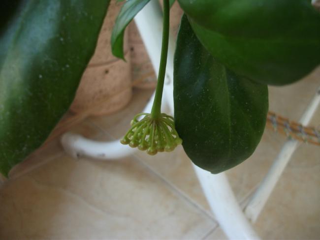 Name:  DSCF1953.jpg
Views: 575
Size:  23.1 KB