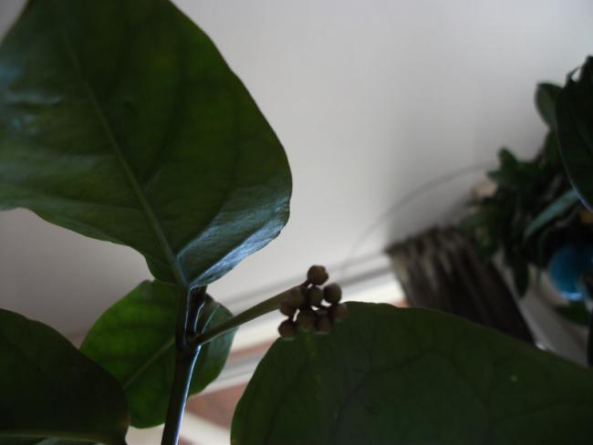 Name:  DSCF1946.jpg
Views: 600
Size:  19.8 KB