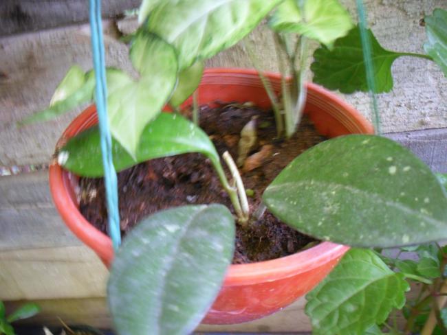 Name:  SDC12486 copy.jpg
Views: 529
Size:  43.9 KB