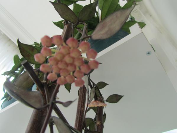 Name:  hoya 118.jpg
Views: 1330
Size:  27.6 KB
