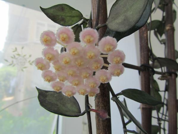 Name:  hoya 157.jpg
Views: 1341
Size:  31.2 KB