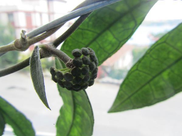 Name:  hoya 104.jpg
Views: 996
Size:  27.5 KB