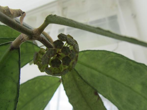 Name:  hoya 122.jpg
Views: 937
Size:  24.5 KB