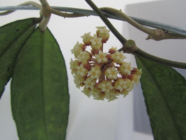 Name:  hoya 170.jpg
Views: 950
Size:  25.5 KB