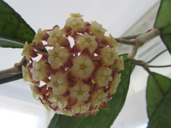Name:  hoya 192.jpg
Views: 974
Size:  27.6 KB