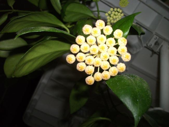 Name:  DSCF2028.jpg
Views: 645
Size:  32.9 KB