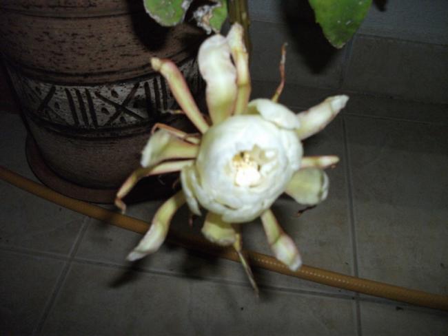 Name:  DSCF2040.jpg
Views: 1198
Size:  30.7 KB
