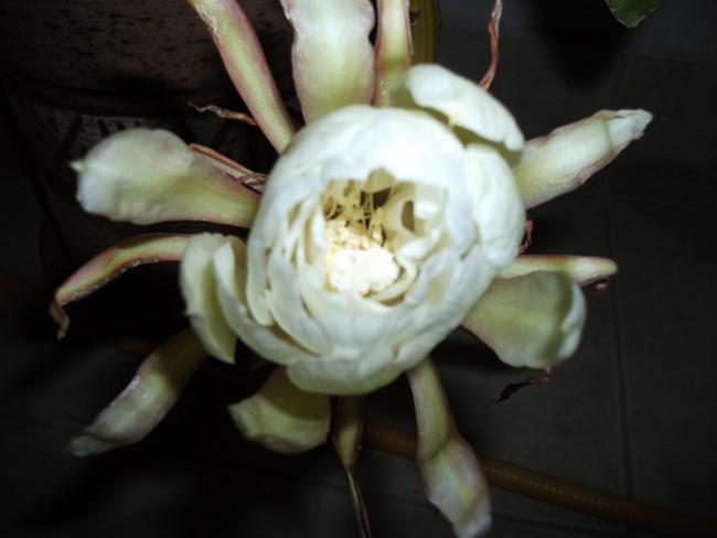 Name:  DSCF2038.jpg
Views: 564
Size:  26.5 KB