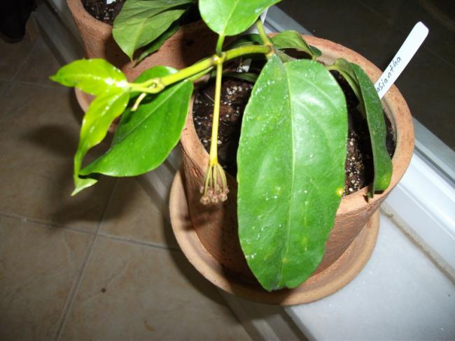 Name:  DSCF2031.jpg
Views: 630
Size:  42.1 KB