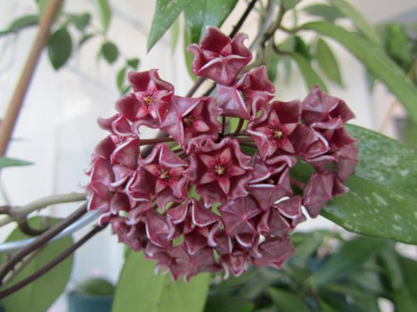 Name:  hoya silver 006.jpg
Views: 1283
Size:  39.0 KB