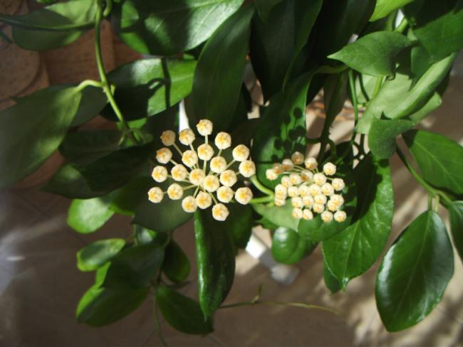 Name:  DSCF2101.jpg
Views: 693
Size:  38.8 KB