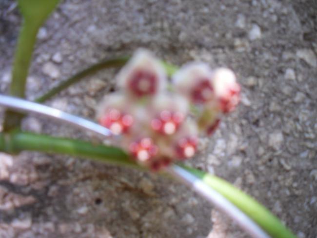 Name:  SDC12533 copy.jpg
Views: 445
Size:  31.4 KB