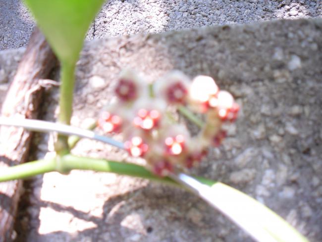 Name:  SDC12534 copy.jpg
Views: 435
Size:  41.7 KB