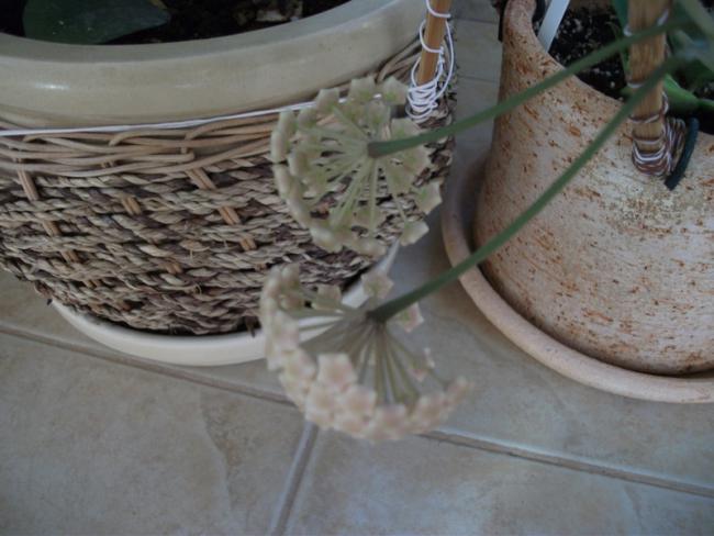 Name:  DSCF2158.jpg
Views: 540
Size:  42.3 KB