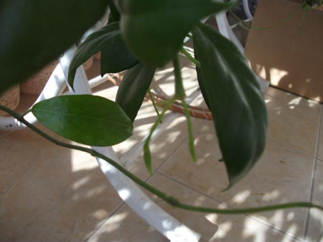 Name:  DSCF2149.jpg
Views: 548
Size:  30.1 KB
