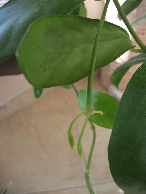 Name:  DSCF2150.jpg
Views: 573
Size:  34.8 KB