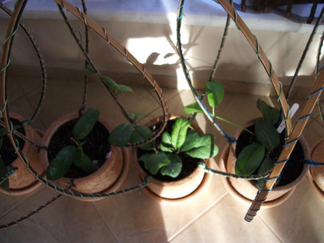 Name:  DSCF2161.jpg
Views: 591
Size:  39.0 KB