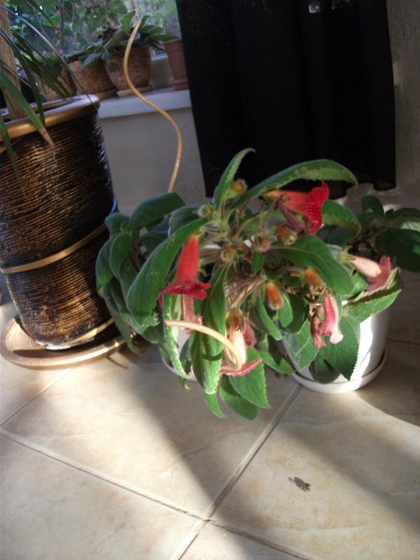 Name:  DSCF2177.jpg
Views: 625
Size:  57.2 KB