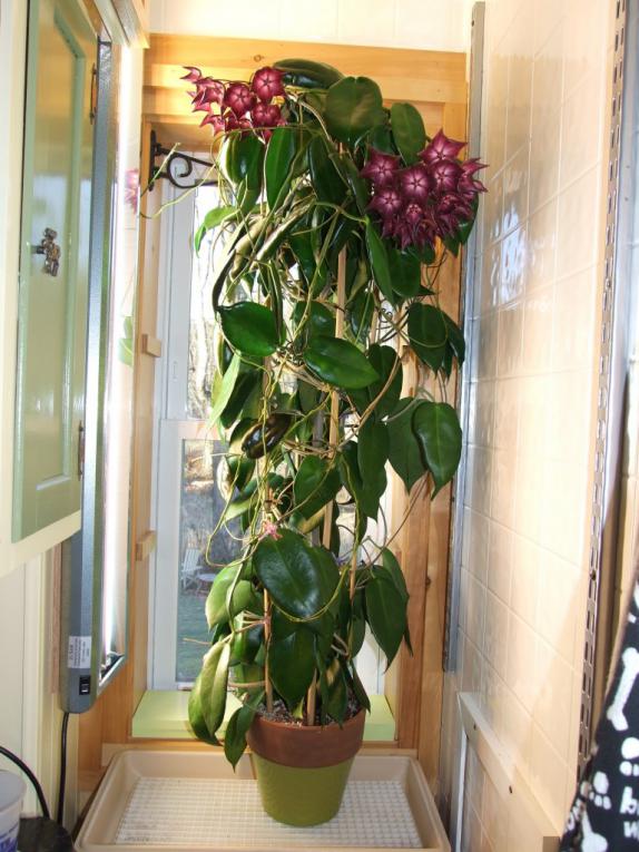 Name:  Hoya macgillivrayi.jpg
Views: 6234
Size:  73.8 KB