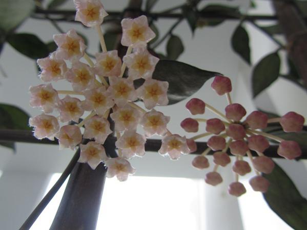 Name:  hoya 032.jpg
Views: 911
Size:  30.2 KB